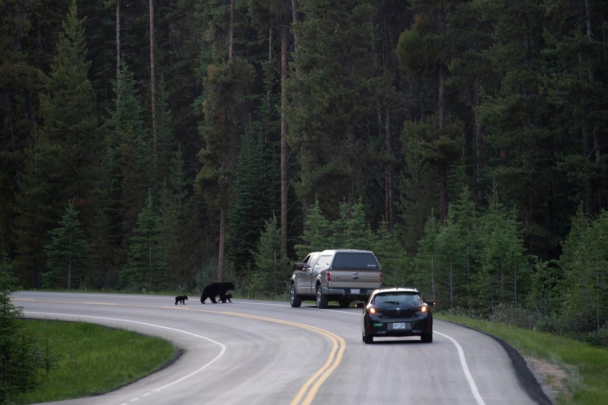 Black bears walk across the road near Lake Louise, Alta., in June 2020. Parks Canada said construction work on Lake Louise Drive will have long-term benefits for visitors, residents and wildlife. (Jonathan Hayward/The Canadian Press - image credit)