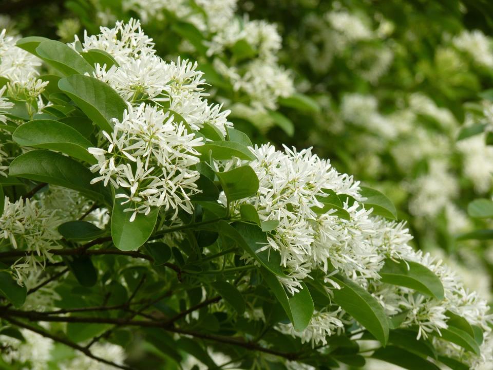 4) Fringe Tree