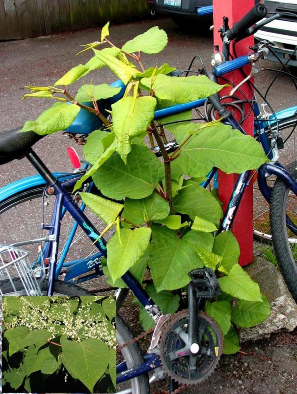 Bohemian Knotweed, which is created when Japanese Knotweed and Giant Knotweed combine.