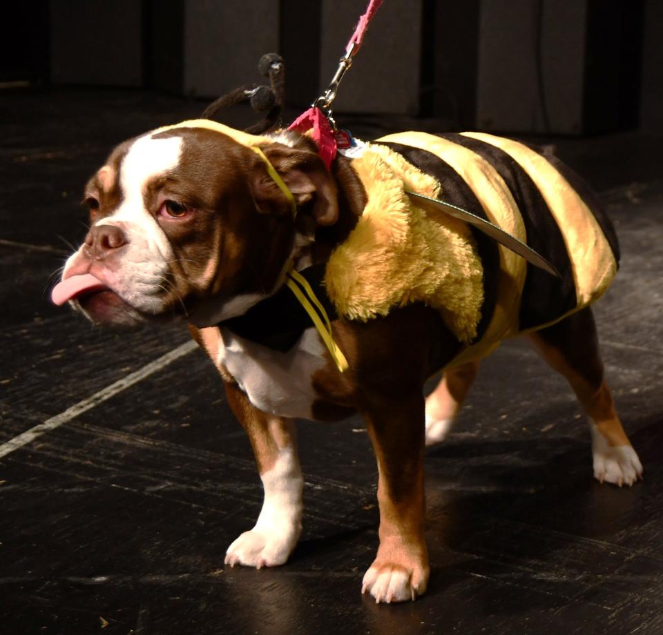 Rosie was dressed as a bumble bee and took the pet prize at Harvest Happenings on Oct. 21.