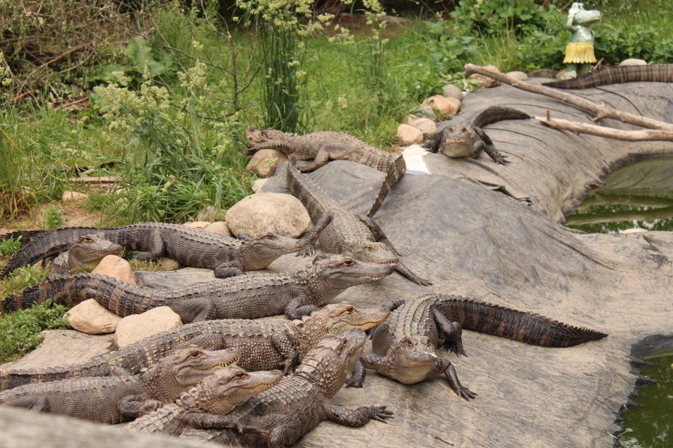 Several alligators enjoy the intermittent afternoon sun Wednesday, June 1, at Critchlow Alligator Sanctuary in Athens Township.