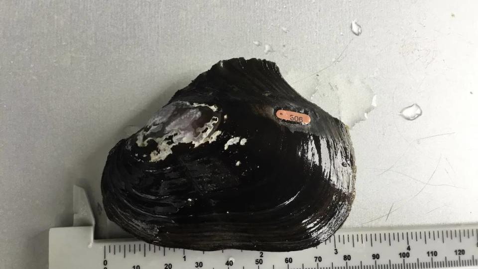 The round pigtoe is one of the relocated mussel species. It is a freshwater mussel species that may be designated as threatened or vulnerable.