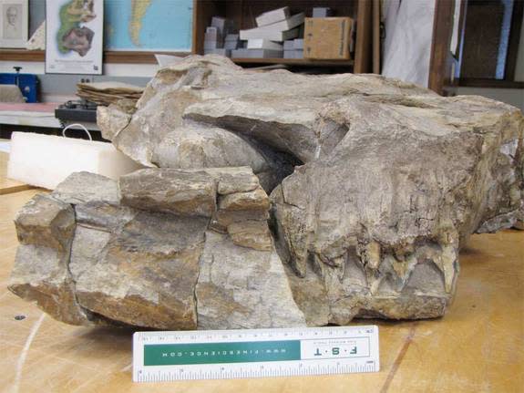 This is the right side of the skull during preparation in the Field Museum labs showing the upturned eyeball and the huge teeth in front of it.