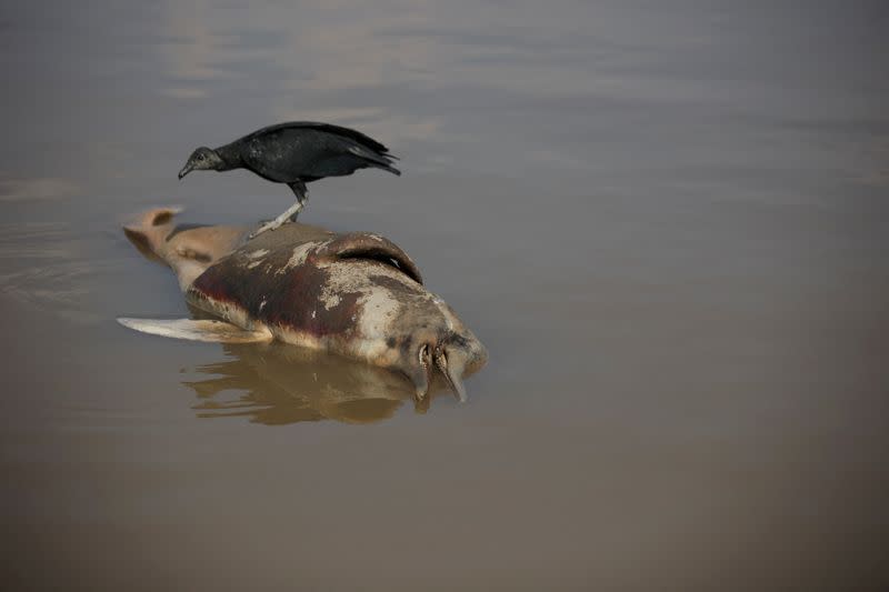 FILE PHOTO: Death of dolphins in Amazon linked to severe drought and heat