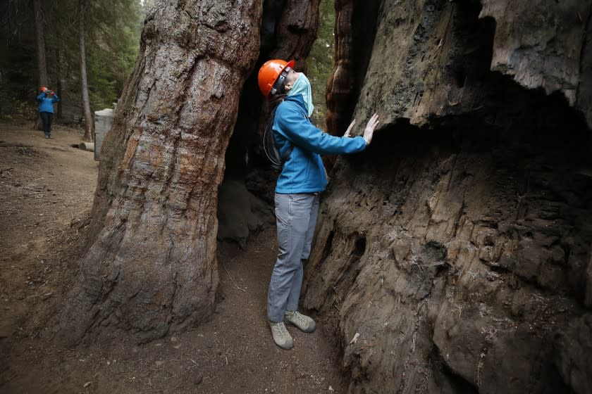 SPRINGVILLE, CA - OCTOBER 28: Becky Bremser, Director of Land Protection for Save The Redwoods walks through the base of the 3,000-year-old Stagg Tree, the fifth-largest giant sequoia on record which is as tall as a 25-story building and wider than a two-lane road. The Stagg Tree remained untouched with the help of a hose sprinkler system laid around its base by firefighters in the 530 acres of the privately owned Alder Creek grove that Save the Redwoods League purchased less than a year ago. One of the monster wildfires birthed by California's August lightning blitz, the Castle fire burned through portions of roughly 20 giant sequoia groves on the western slopes of the Sierra, the only place on the planet they naturally grow. Giant Sequoia National Monument on Wednesday, Oct. 28, 2020 in Springville, CA. (Al Seib / Los Angeles Times
