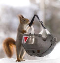 <p>This curious squirrel clung to a helmet. (Photo: Geert Weggen/Caters News) </p>