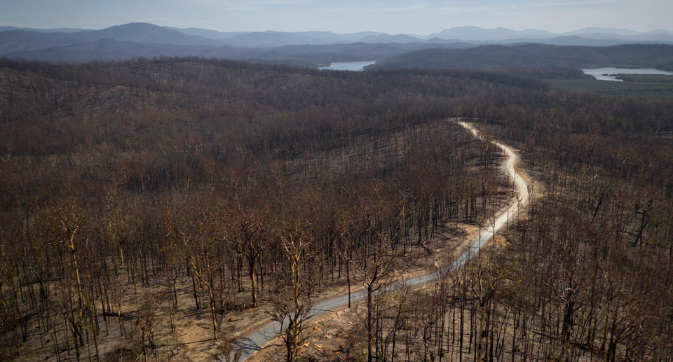 Birdsong has not returned to parts of the NSW South Coast after Black Summer. Source: Getty