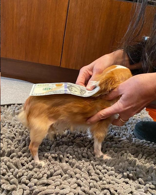 ¿Dónde lo lleva? Demi Moore sale de paseo con su perrito de esta manera