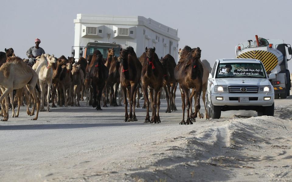 Qatari men herd camels in a desert area on the Qatari side of the Abu Samrah border crossing between Saudi Arabia and Qatar on June 21, 2017. Around 12,000 camels and sheep have become the latest victims of the Gulf diplomatic crisis, being forced to trek back to Qatar from Saudi Arabia - Credit:  KARIM JAAFAR