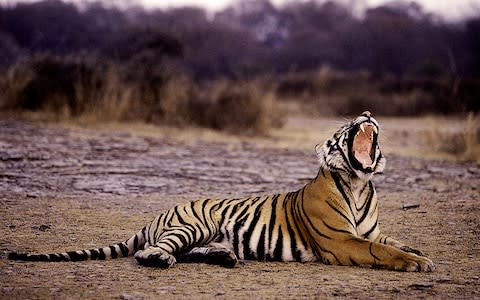 A sighting of a tiger at the Ranthambore National Park - Credit: ADITYA SINGH