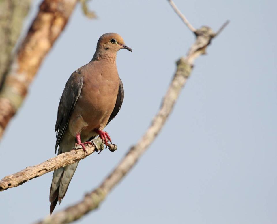 Mourning doves like to eat peanut hearts, cracked corn and oats.