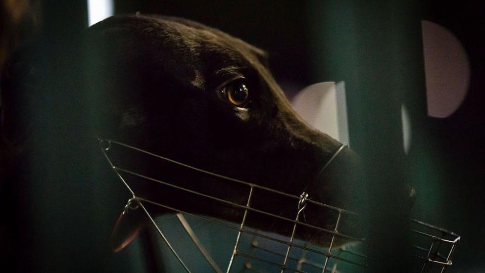 A greyhound prepares to race in Sydney