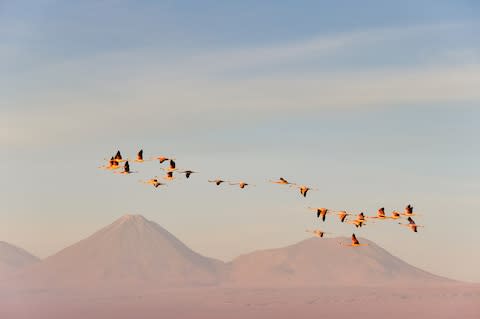 Bolivia: flamingos, but no seaside - Credit: NoraDoa - Fotolia