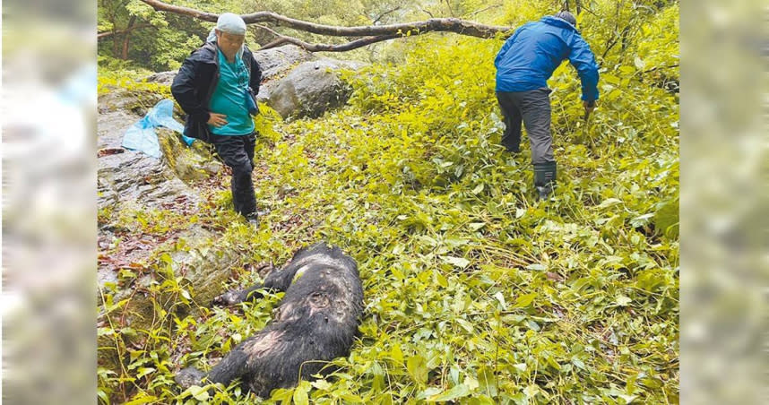 玉山國家公園管理處保育巡查員4月底巡視花蓮縣瓦拉米步道，在山風2號吊橋下的瀑布旁發現1隻台灣黑熊中彈亡。（圖／玉山國家公園管理處提供／楊靜茹南投傳真）