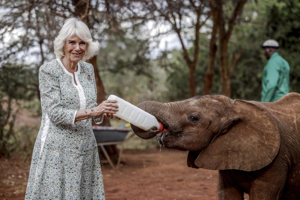 Britain's Queen Camilla feeds a baby elephant milk from a bottle during a visit to the Sheldrick Elephant Orphanage, on the outskirts of Nairobi, Kenya, Wednesday, Nov. 1, 2023. (Luis Tato, Pool via AP)