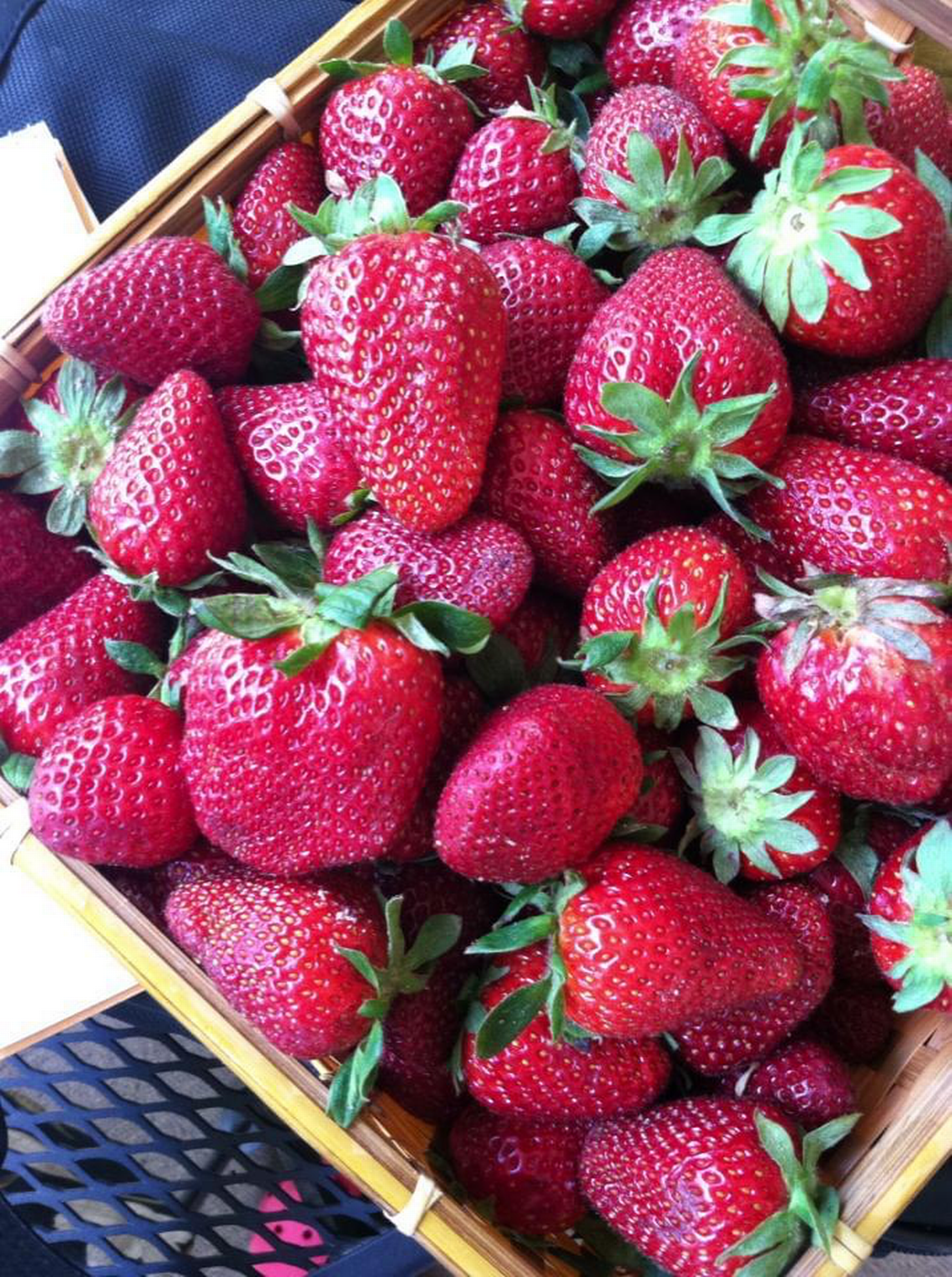 Strawberries like these will be ripe for the taking soon at pick-your-own operations around the Triangle.