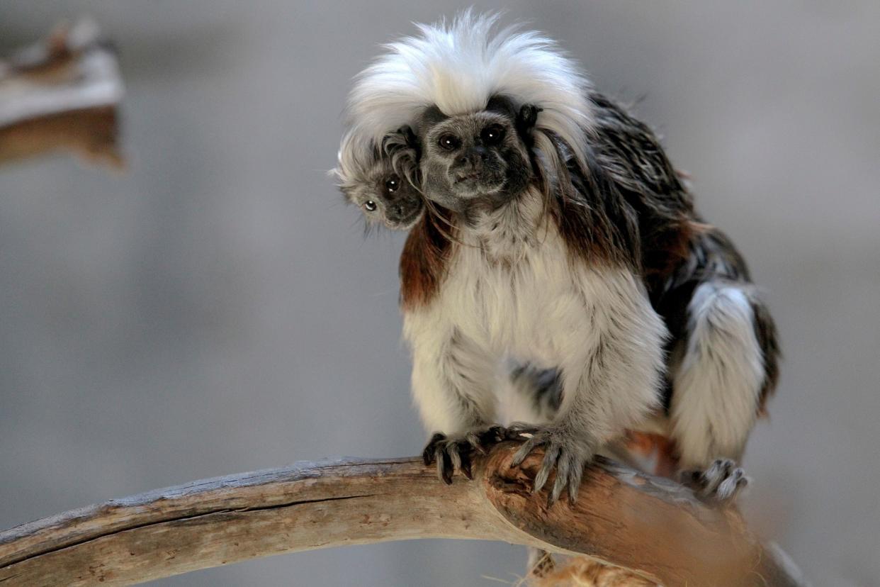 TOPSHOT - A cotton-top tamarin (Saguinus oedipus) carries its cub, born in captivity at the Guadalajara Zoo, in Jalisco state, Mexico, on February 19, 2020. (Photo by Ulises Ruiz / AFP) (Photo by ULISES RUIZ/AFP via Getty Images)