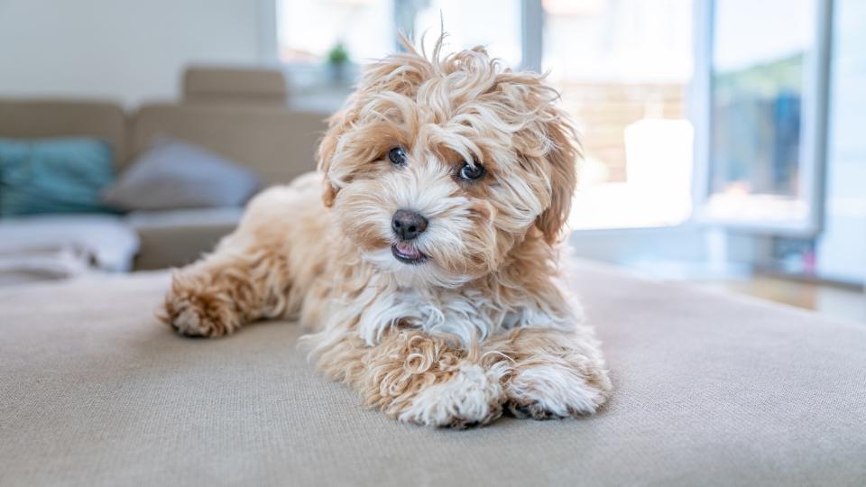 Maltipoo