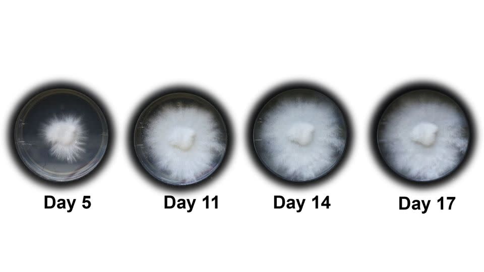 According to new research led by scientists at Cornell University, the fungus, grown in a petri dish, took 14 to 33 days to fully integrate with the robot's scaffolding. - Anand Mishra