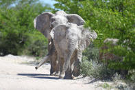 <p>Two elephants move down the W-shaped road leading from Gaseb to Gembokvlakte toward a watering hole created by heavy rains days earlier. (Photo: Gordon Donovan/Yahoo News) </p>