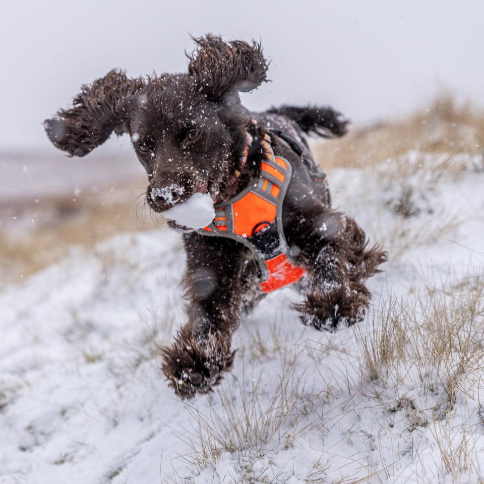 Peanut the Sprocker Spaniel Plays catch with Snowballs