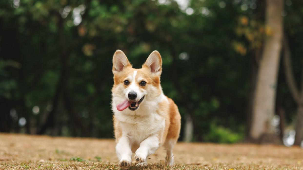 Welsh corgi running