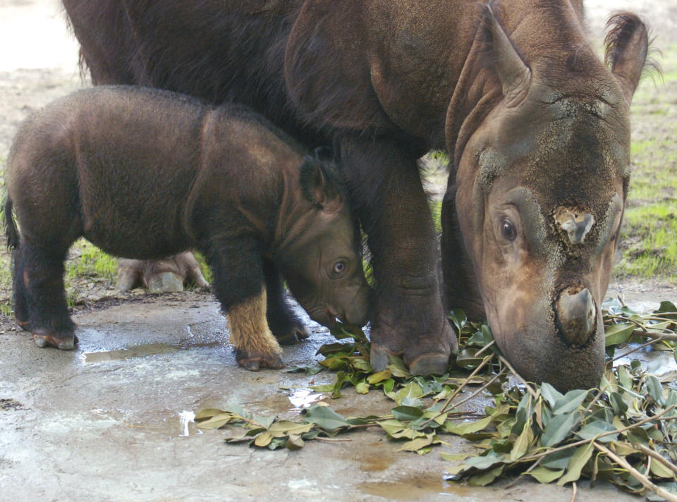 CINCINNATI, OH - AUGUST 19:  Emi, a Sumatran rhinoceros eats Ficus leaves with her three-week-old female calf at the Cincinnati Zoo and Botanical Garden August 19, 2004 in Cincinnati, Ohio. Emi made history by becoming the first Sumatran rhino to produce two calves in captivity.  (Photo by Mike Simons/Getty Images)