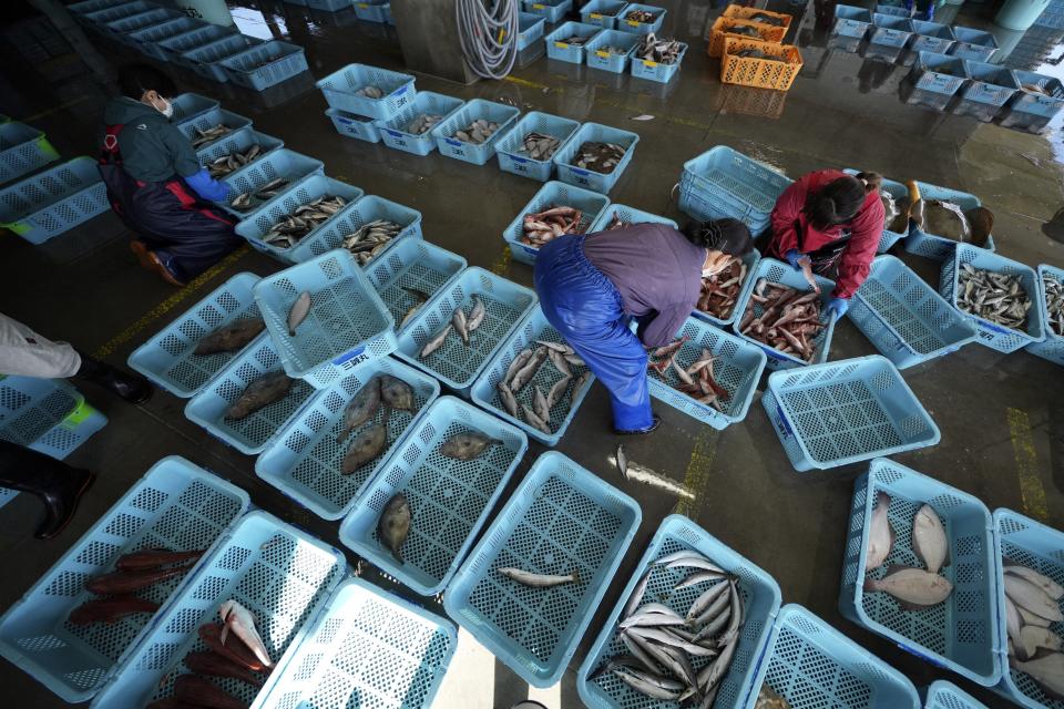 FILE - Local workers arrange fish during a morning auction at Hisanohama Port, Oct. 19, 2023 in Iwaki, northeastern Japan. (AP Photo/Eugene Hoshiko, Pool, File)