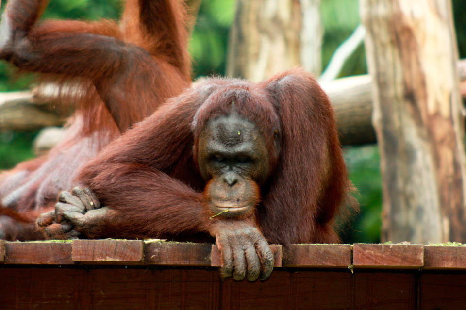 This orangutan obviously has something on his mind.  (<a href="http://www.flickr.com/photos/alexsemenzato/3704762456/">Image via Flickr</a>)