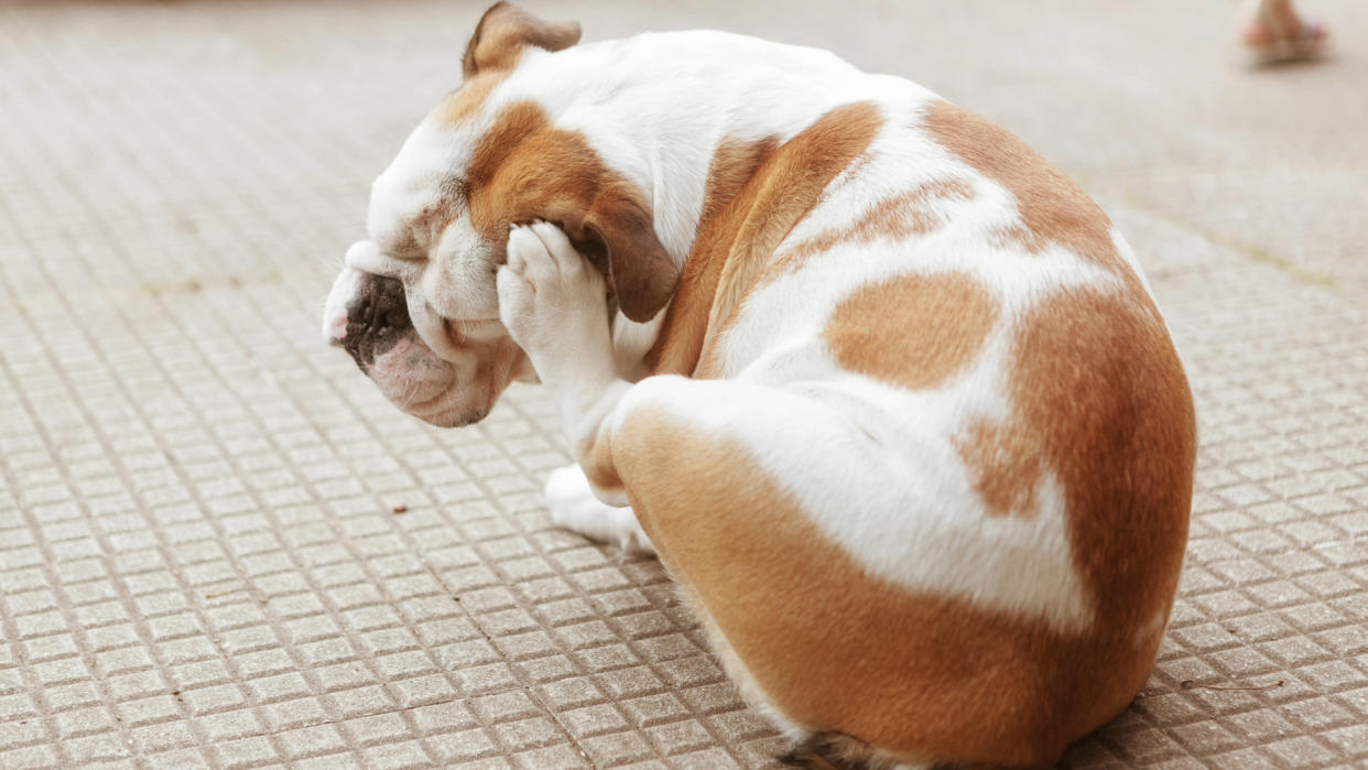  Dog with allergies itching himself with his foot. 