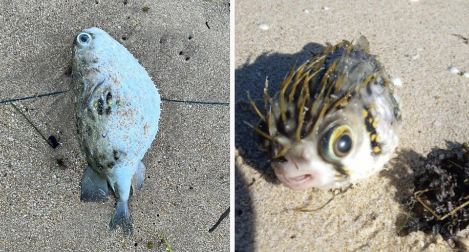 Pufferfish washed up on sand