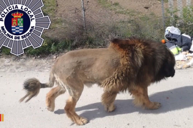 'Lion' wandering in Spanish town turns out to be dog with unusual haircut