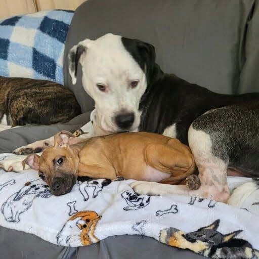 An older shelter dog watches over Matilda, an 8-week-old  pit bull puppy abandoned in Neptune, at the Monmouth County Society for Prevention of Cruelty to Animals' shelter in Eatontown on May 10, 2023.