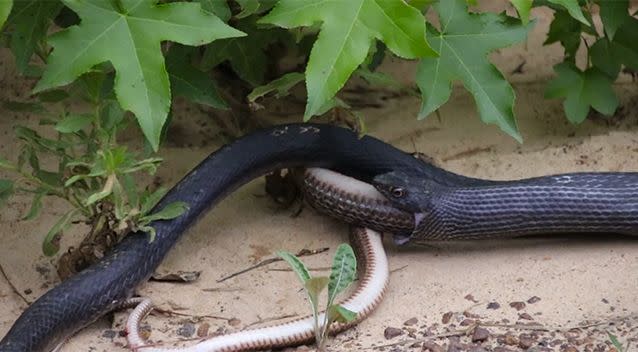 Turns out it was another snake. Source: YouTube/Christopher Reynolds