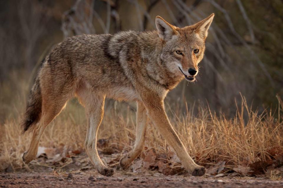 <p>Getty</p> A closeup of a coyote