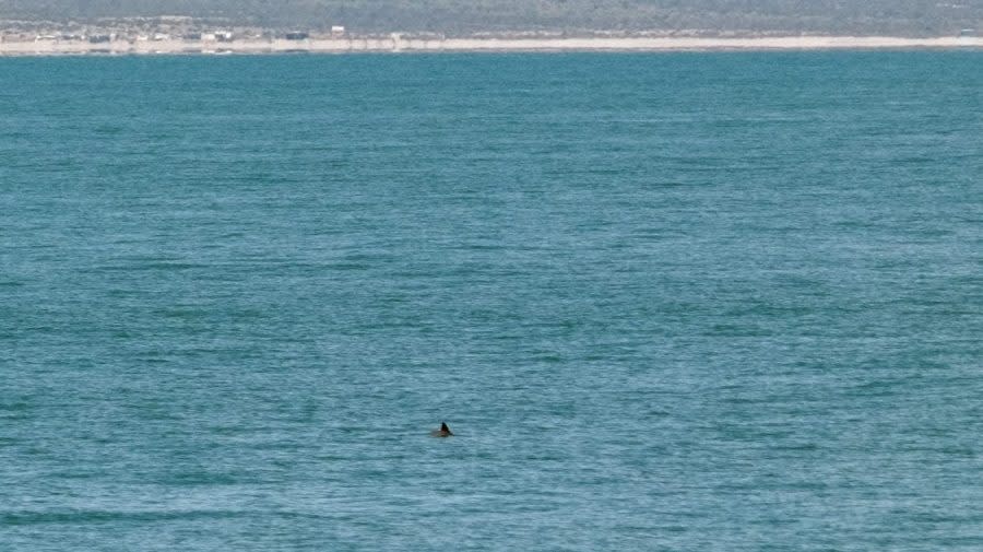 <em>The dorsal fin of a vaquita porpoise is seen swimming during a census mission run by the Sea Shepherd Conservation Society and Mexican authorities as part of the efforts to save the endangered vaquita porpoise near San Felipe, in the Gulf of California, Baja California State, northwestern Mexico, on May 20, 2023. (Photo by GUILLERMO ARIAS/AFP via Getty Images)</em>