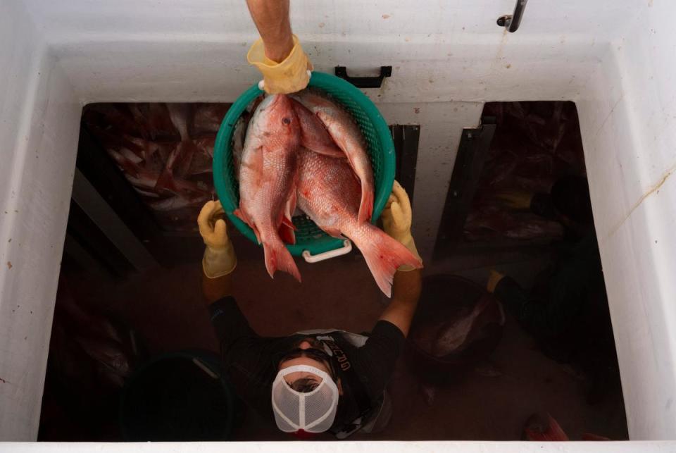 William Atkins, 30, of Dallas, hands off a basket of red snapper to another fisherman while unloading about 30,000 pounds of red snapper at Katie’s Seafood Market after a five-day fishing trip in the Gulf of Mexico, in Galveston on July 17, 2023.