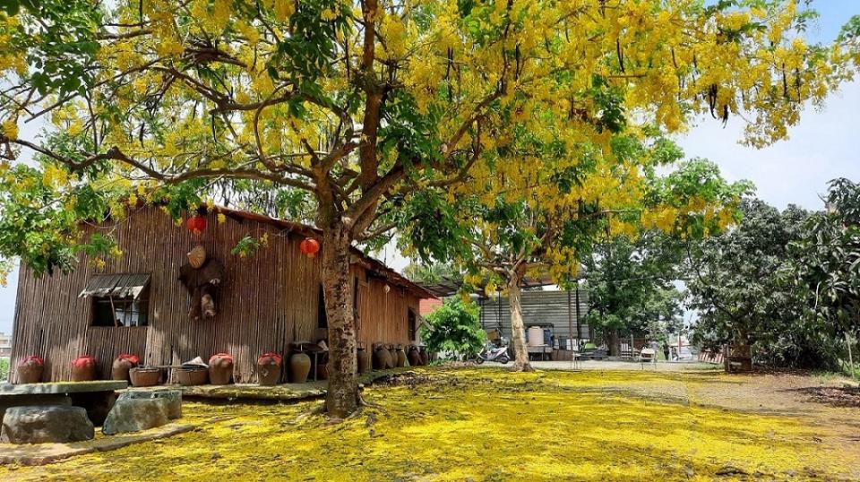 白河大山宮竹管厝阿勃勒。   圖：台南市政府觀光旅遊局／提供