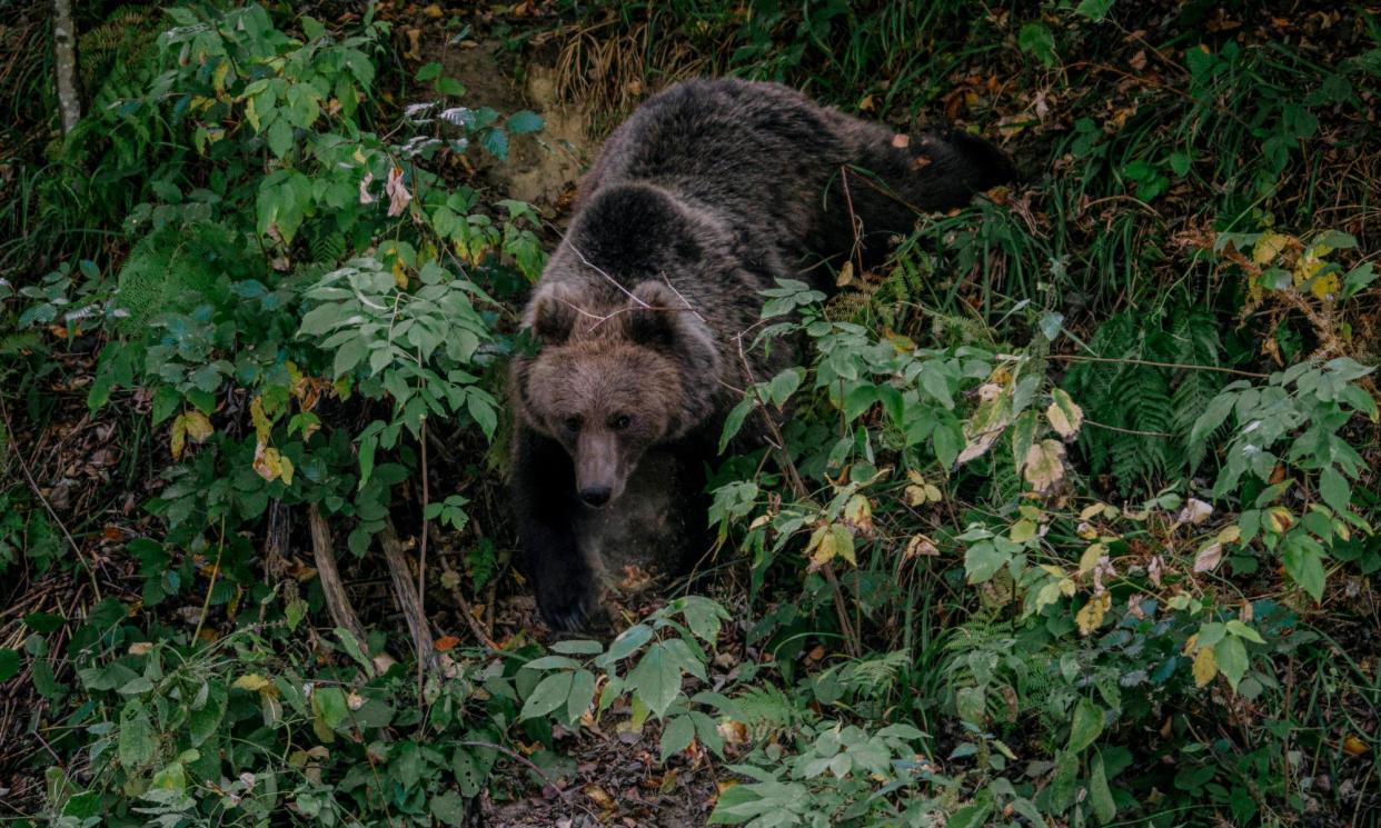 <span>A bear approaches a road in Covasna, Romania, to pick up food thrown by tourists – a practice leading them to increasingly venture out of the forest.</span><span>Photograph: Andrei Pungovschi/AFP/Getty Images</span>