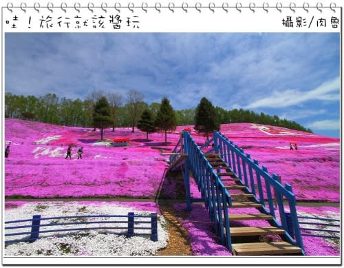 東藻琴芝櫻公園怒放超級滿開 撲天蓋地席捲而來的粉紅浪漫櫻花雪 一生一定要來朝聖一次的日本秘境