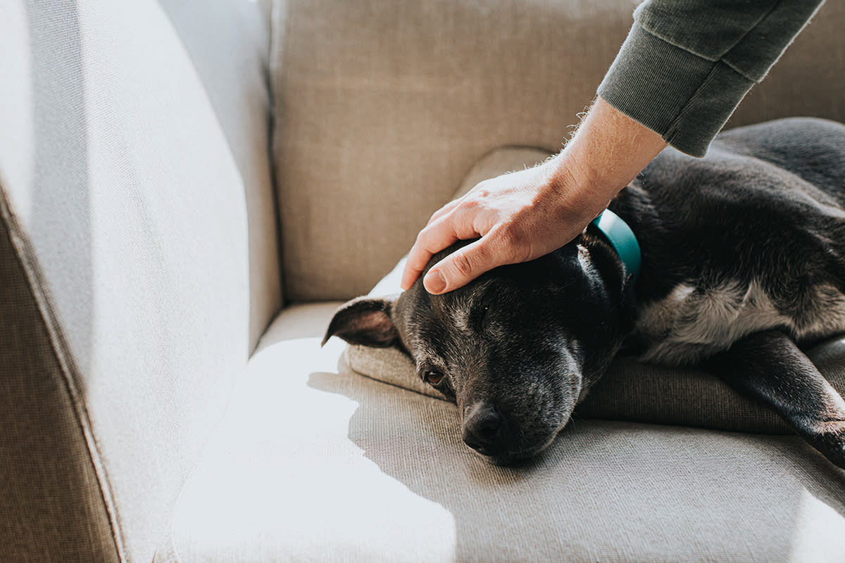 https://www.gettyimages.co.uk/detail/photo/petting-old-dog-royalty-free-image/1219381255?phrase=OLDER+DOG&adppopup=true