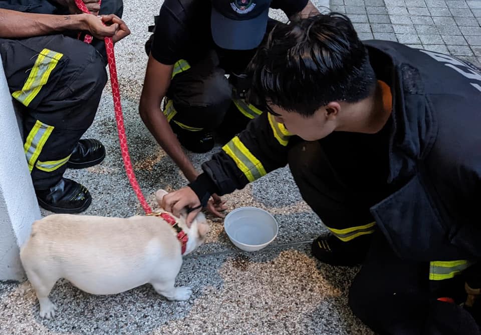 SCDF firefighters provided water for a rescued dog from a kitchen fire at The Quartz condominium in Sengkang. (PHOTO: SCDF)