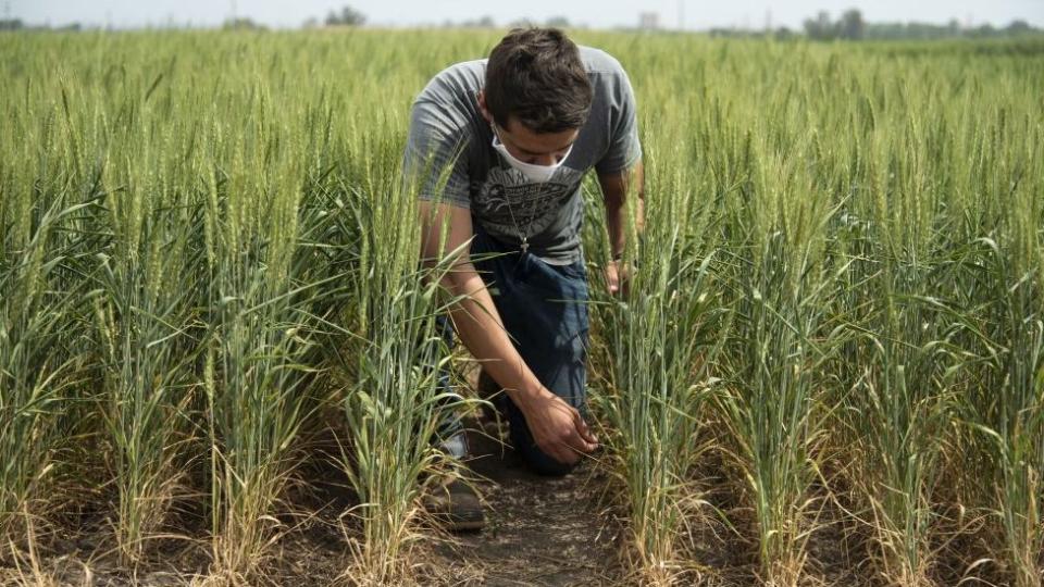 Un hombre en el campo