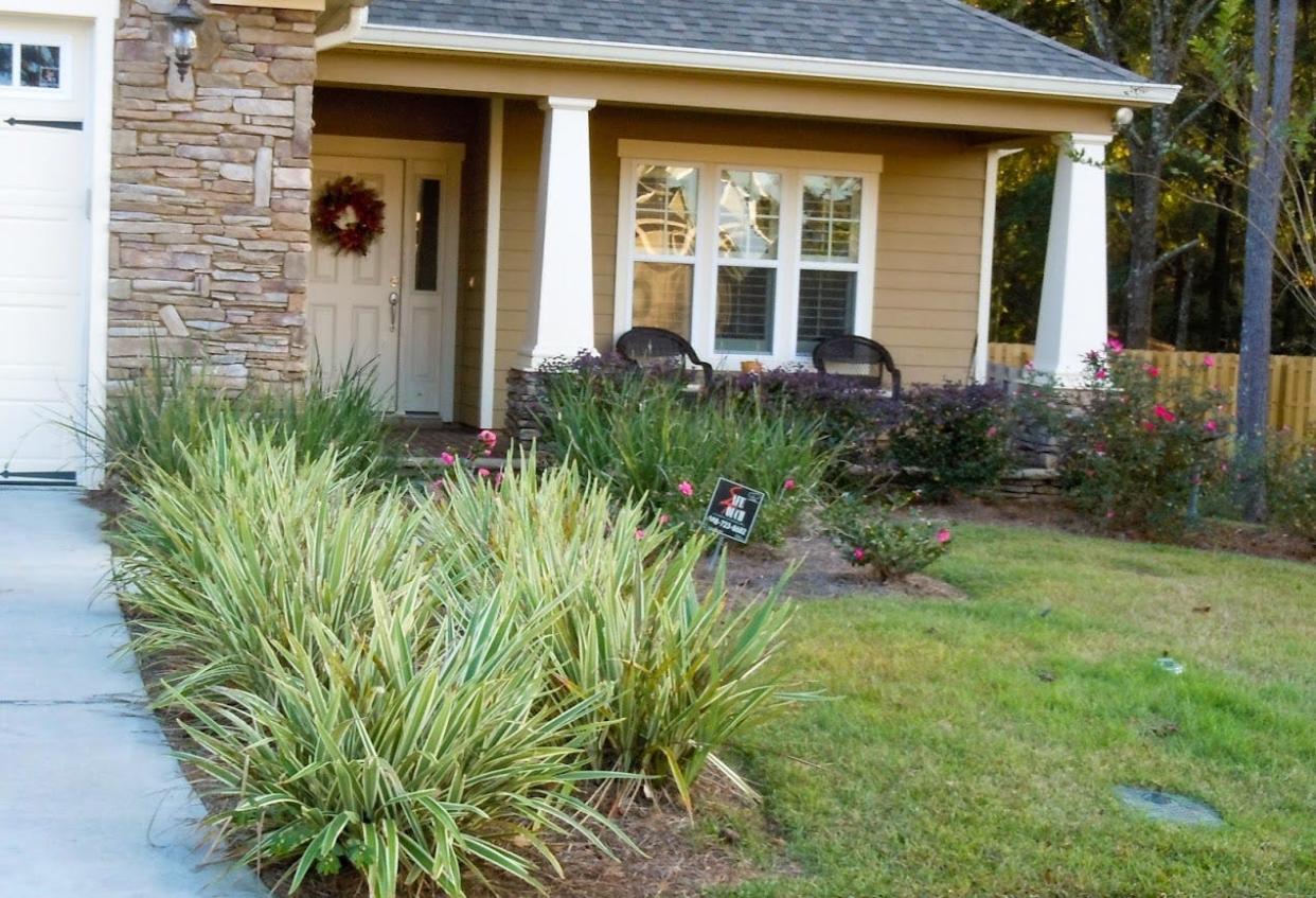 Variegated flax lily, Dianella, is a very popular landscape plant because of its variegated foliage and the fact that it doesn’t grow too tall.