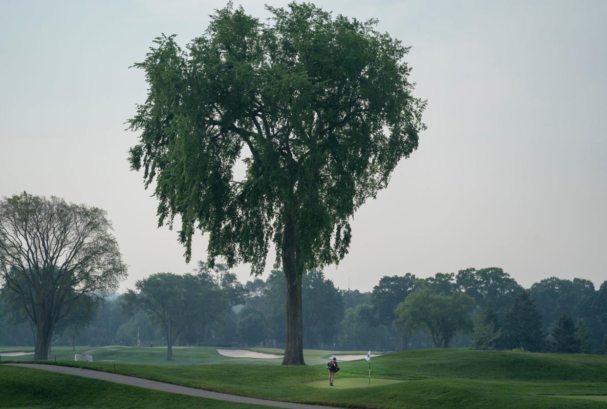 Grounds crews work around an elm tree near the 8th hole on the South Course of the Oakland Hills Country Club on Tuesday, June 18, 2024. The Oakland Hills Country Club and the USGA will host the 76th U.S. Junior Amateur at the club in July. The original course was designed by Donald Ross and recent restorations through 2021 were designed by Gil Hanse and Jim Wagner.