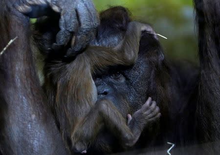 Nuninka, Bornean orangutan (Pongo pygmaeus), holds her newborn baby in the enclosure at Usti nad Labem Zoo, Usti nad Labem, Czech Republic January 3, 2017. REUTERS/David W Cerny