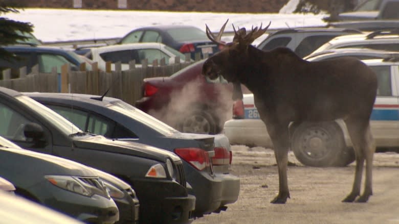 Moose shot in Calgary after busy day for wildlife officers