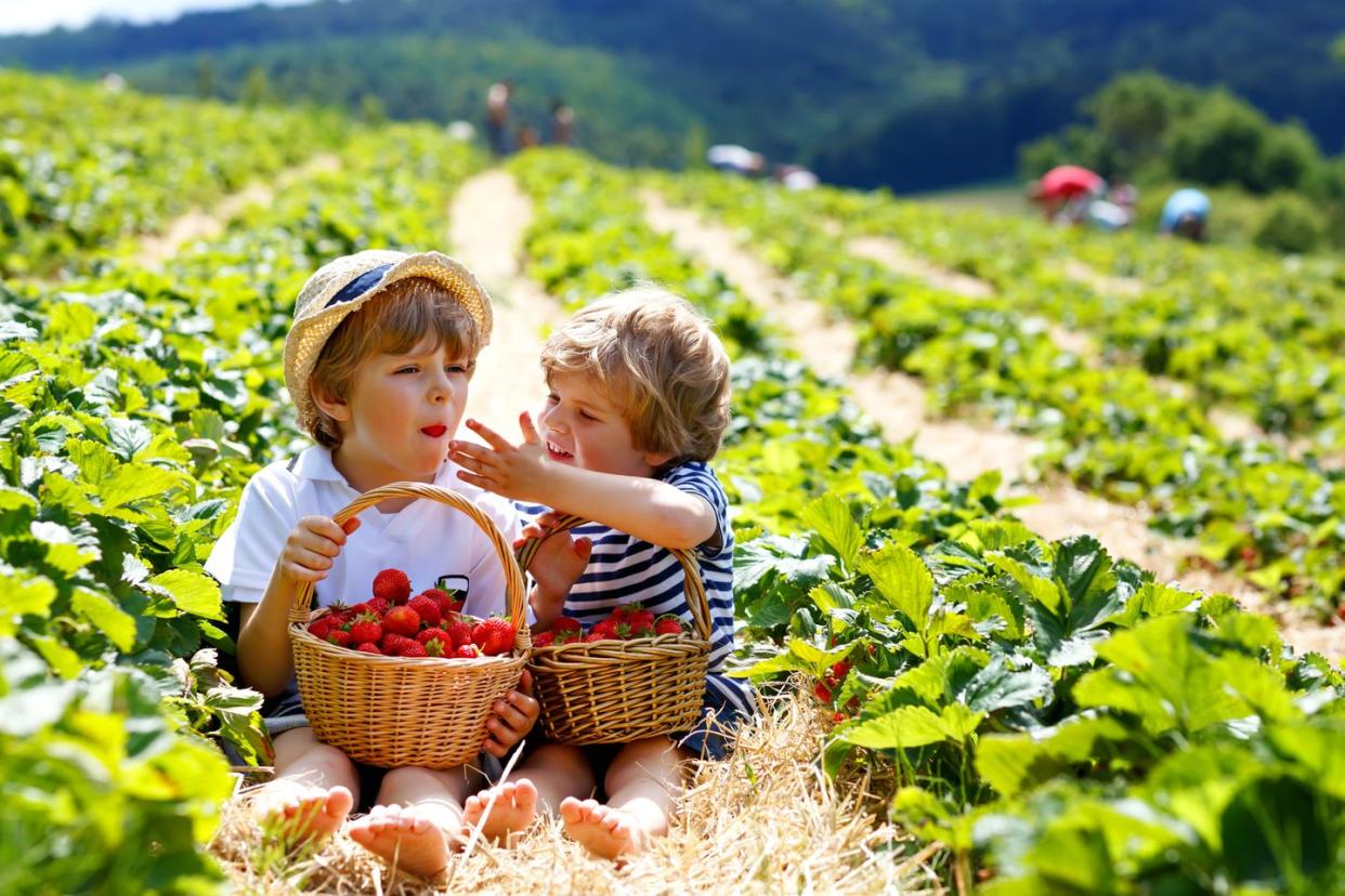 summer activities for kids berry picking