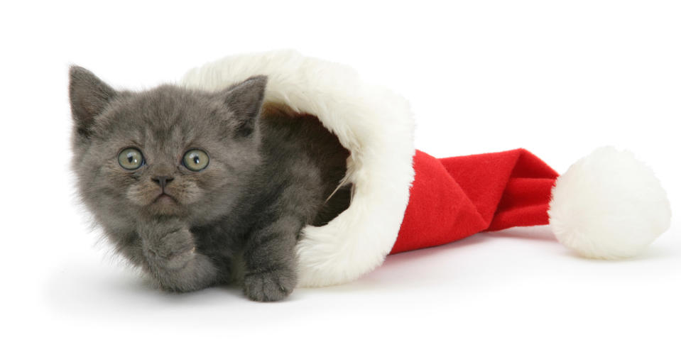 <p>Gray kitten in a Father Christmas hat. (Photo: Warren Photographic/Caters News) </p>