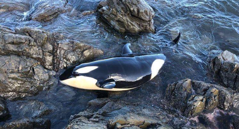 A baby orca on rocks in New Zealand